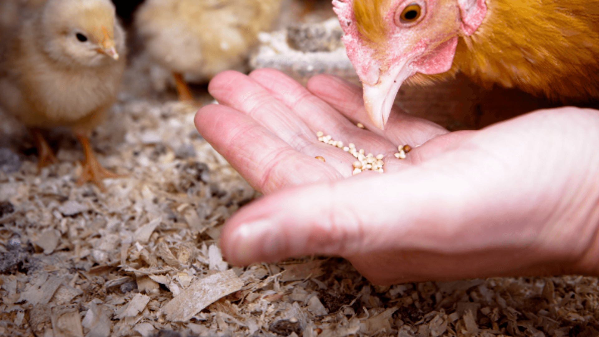 Optimizing FCR in Poultry Production Using Feed Additives