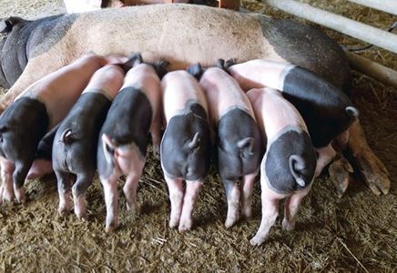 Managing Fever and Inflammation in Swine Production