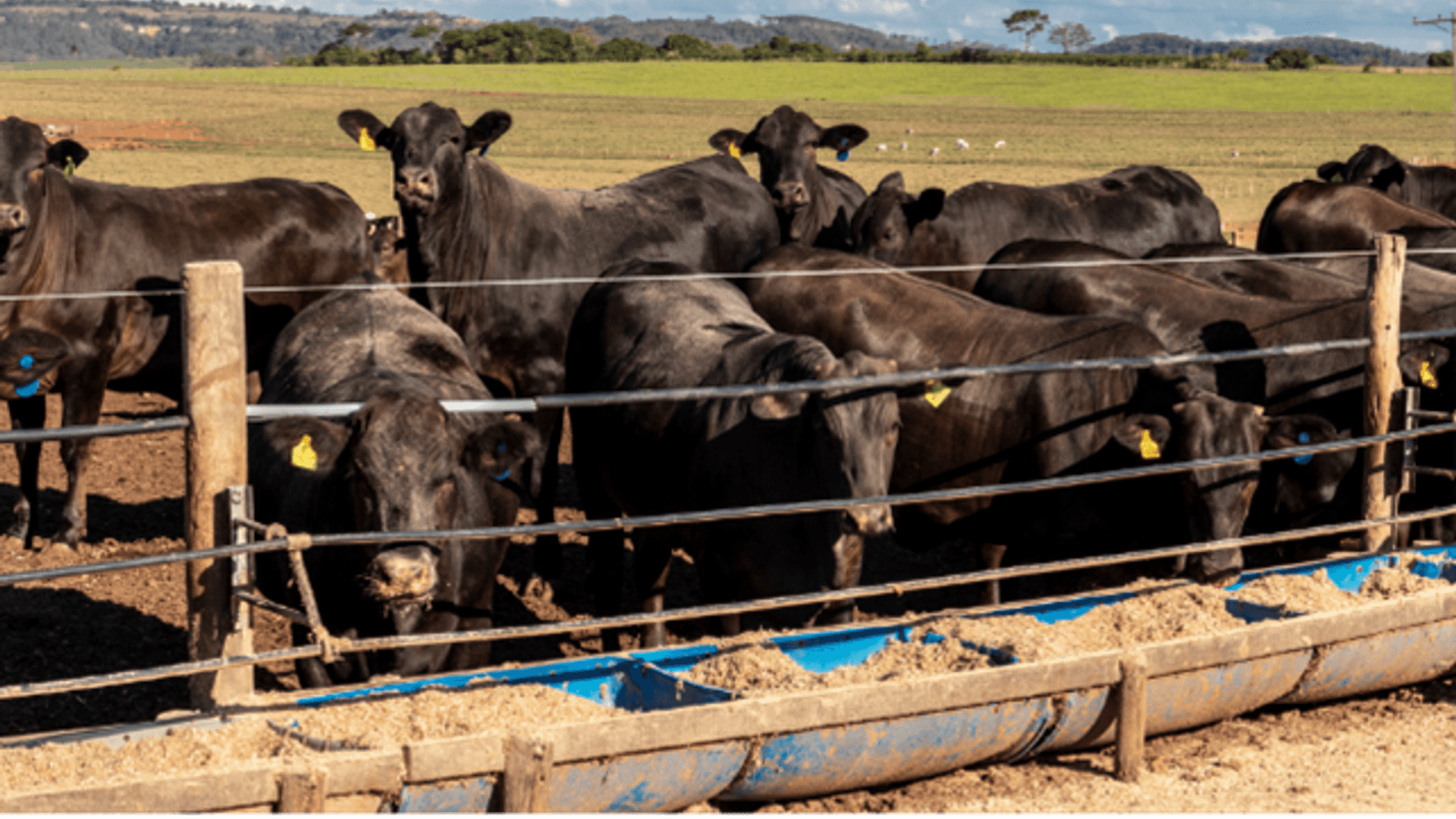Navigating Low Appetite in Cattle