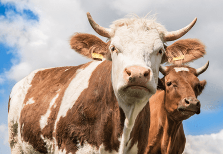 Unlocking Weight Gain and Appetite in Livestock Using Feed Additives