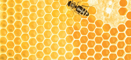 Vital Bee