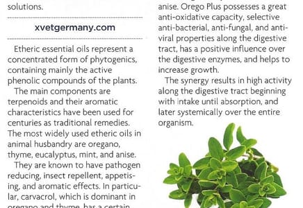 Article on Essential Oils and the search for the perfect alternative