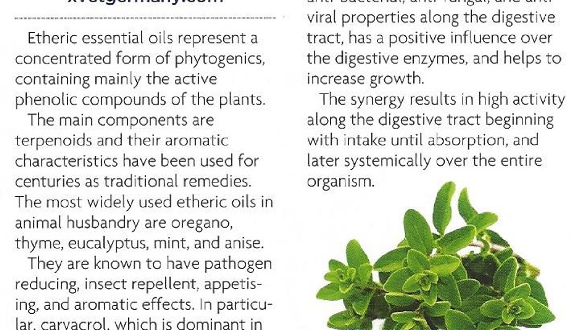 Article on Essential Oils and the search for the perfect alternative