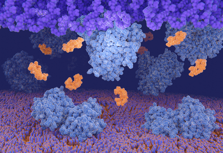 Antibiotic Reduction in Animal Production