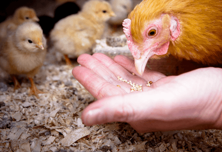 Optimizing FCR in Poultry Production Using Feed Additives