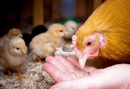 Optimizing FCR in Poultry Production Using Feed Additives