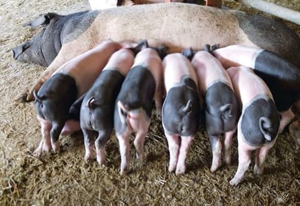 Managing Fever and Inflammation in Swine Production