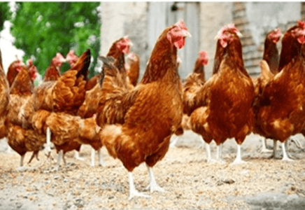 The Pivotal Roles of Calcium and Vitamin D3 in Flock Uniformity