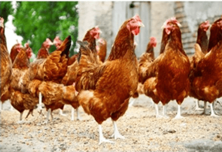 The Pivotal Roles of Calcium and Vitamin D3 in Flock Uniformity