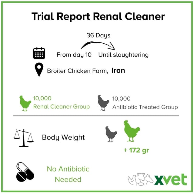 poultry kidney health, poultry production, renal stress, Renal Cleaner, broiler performance