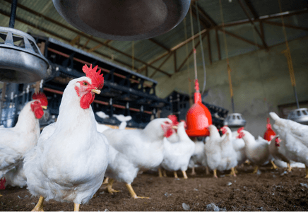 Liver and Kidney Related Metabolic Problems in Poultry Production