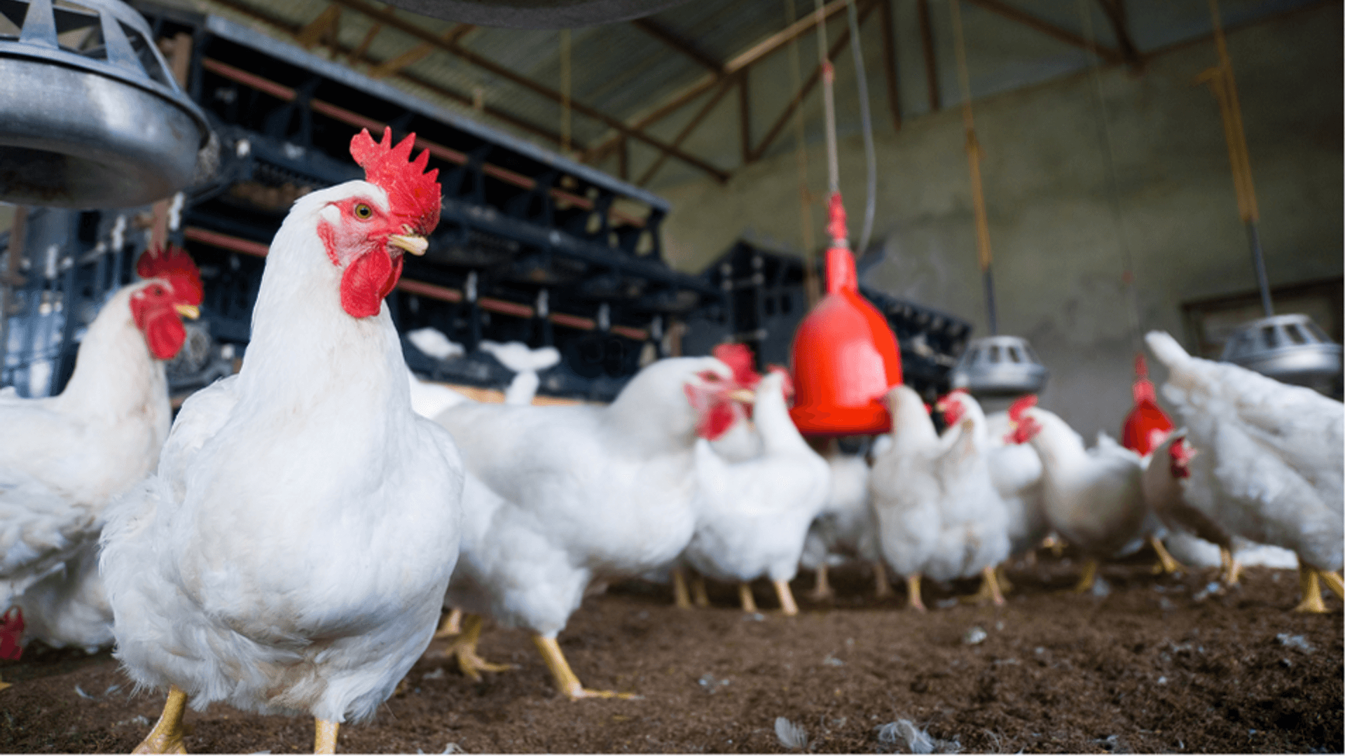 Liver and Kidney Related Metabolic Problems in Poultry Production