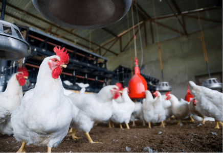 Liver and Kidney Related Metabolic Problems in Poultry Production