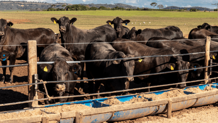 Navigating Low Appetite in Cattle