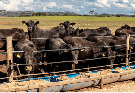 Navigating Low Appetite in Cattle