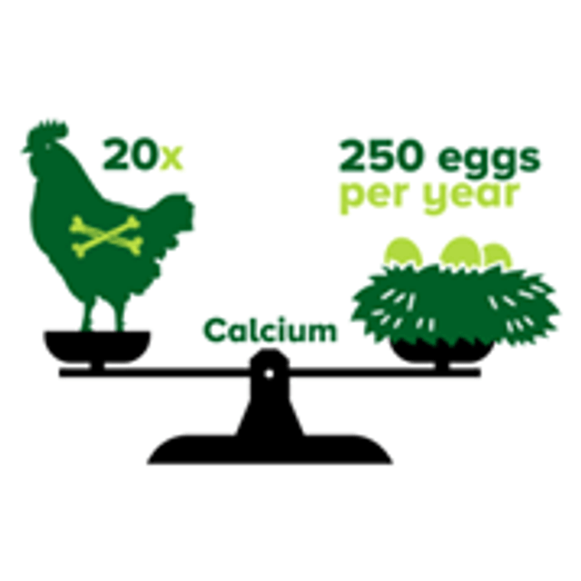 eggshell production, enhanced egg quality, strenght, broken egg, hatchability, calcium, Phosphorus, Vitamin D3, minerals, vitamins