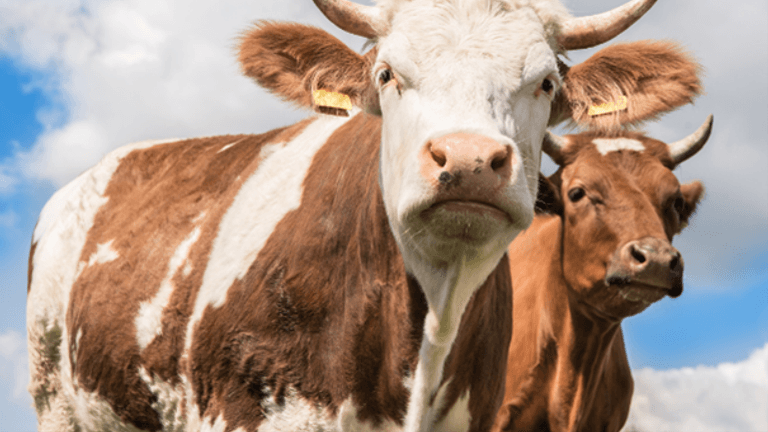 Unlocking Weight Gain and Appetite in Livestock Using Feed Additives