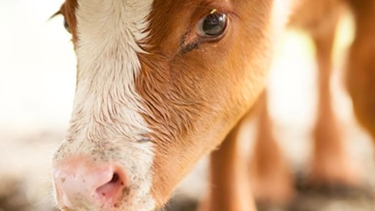 Managing Diarrhea in Calves