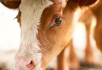 Managing Diarrhea in Calves