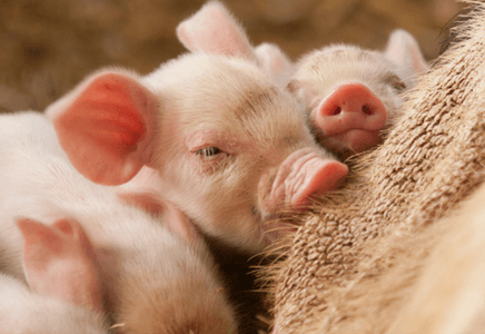 Managing Diarrhea in Piglets