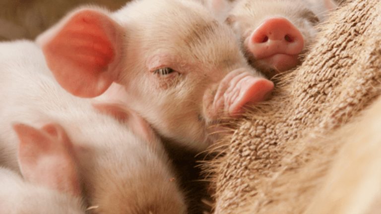 Managing Diarrhea in Piglets