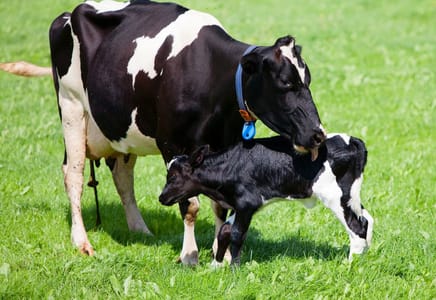 Managing Milk Fever in Dairy Cattle