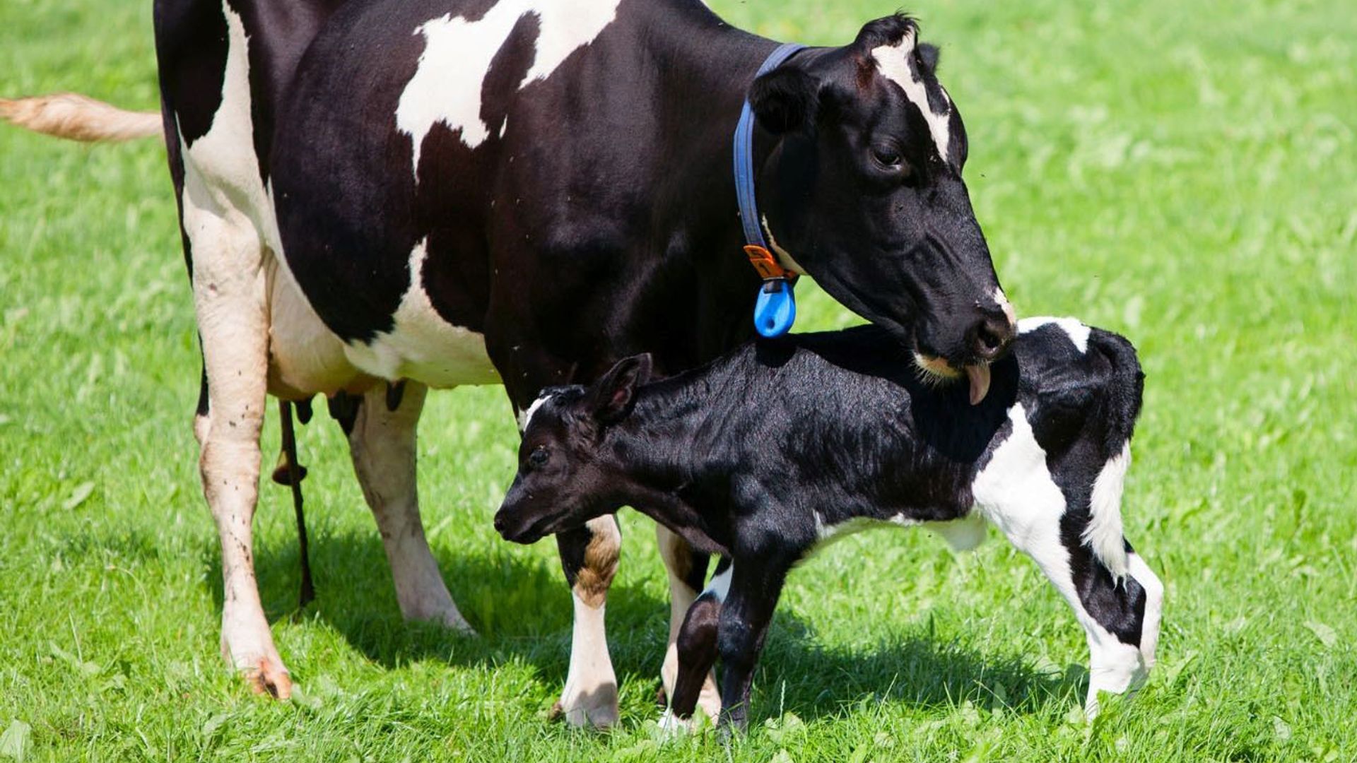 Managing Milk Fever in Dairy Cattle