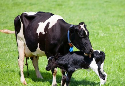 Managing Milk Fever in Dairy Cattle