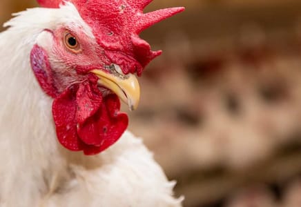 Innovative Solutions for Poultry Mortality Challenges