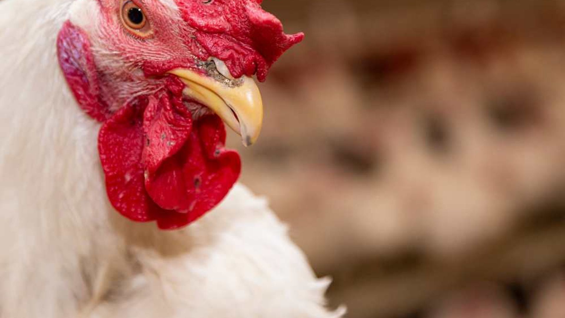 Innovative Solutions for Poultry Mortality Challenges