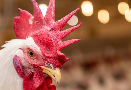 Innovative Solutions for Poultry Mortality Challenges