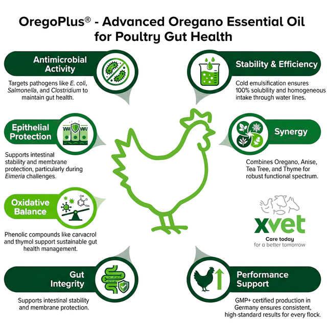 poultry gut health, phytogenic feed additives, oregano oil poultry benefits, Poultry, Poultry health,