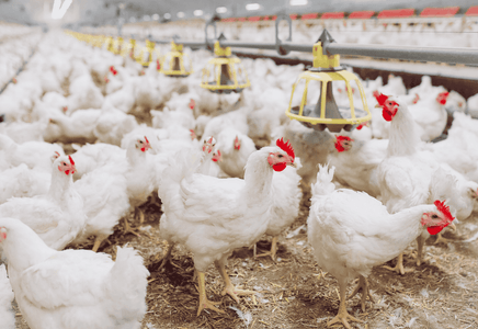 Oregano Essential Oil in Poultry Production