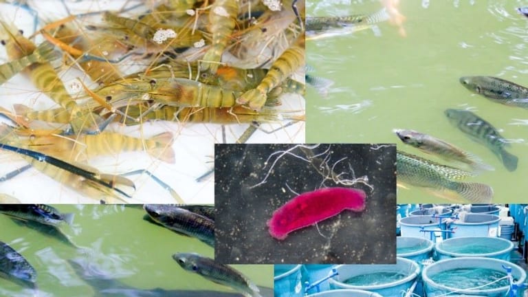 Managing Pathogen Pressure in Aquaculture