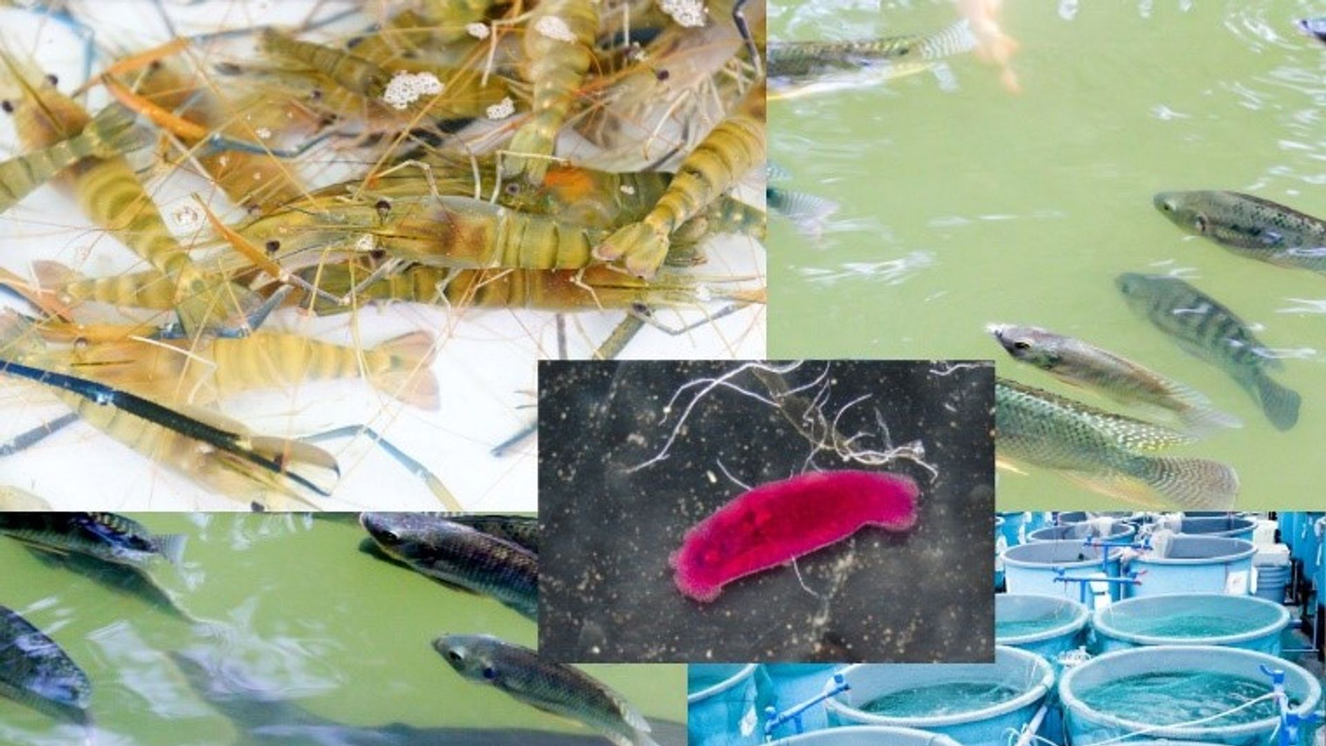 Managing Pathogen Pressure in Aquaculture