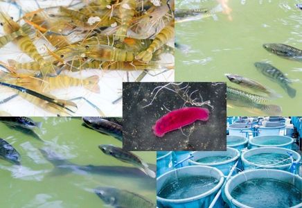 Managing Pathogen Pressure in Aquaculture