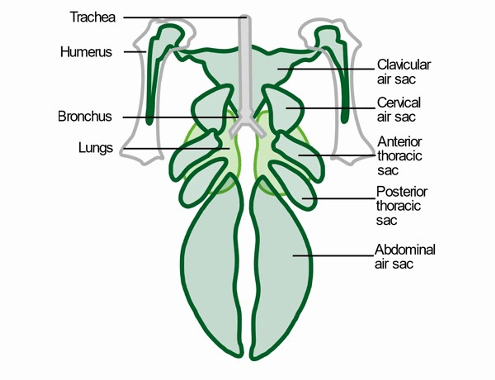 Respiratory relief, Appetite stimulation, Immunity support, Improved air quality,Performance enhancement