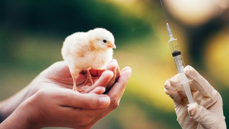 Vaccine Reactions and Efficiency in Poultry