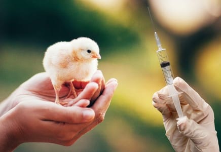 Vaccine Reactions and Efficiency in Poultry