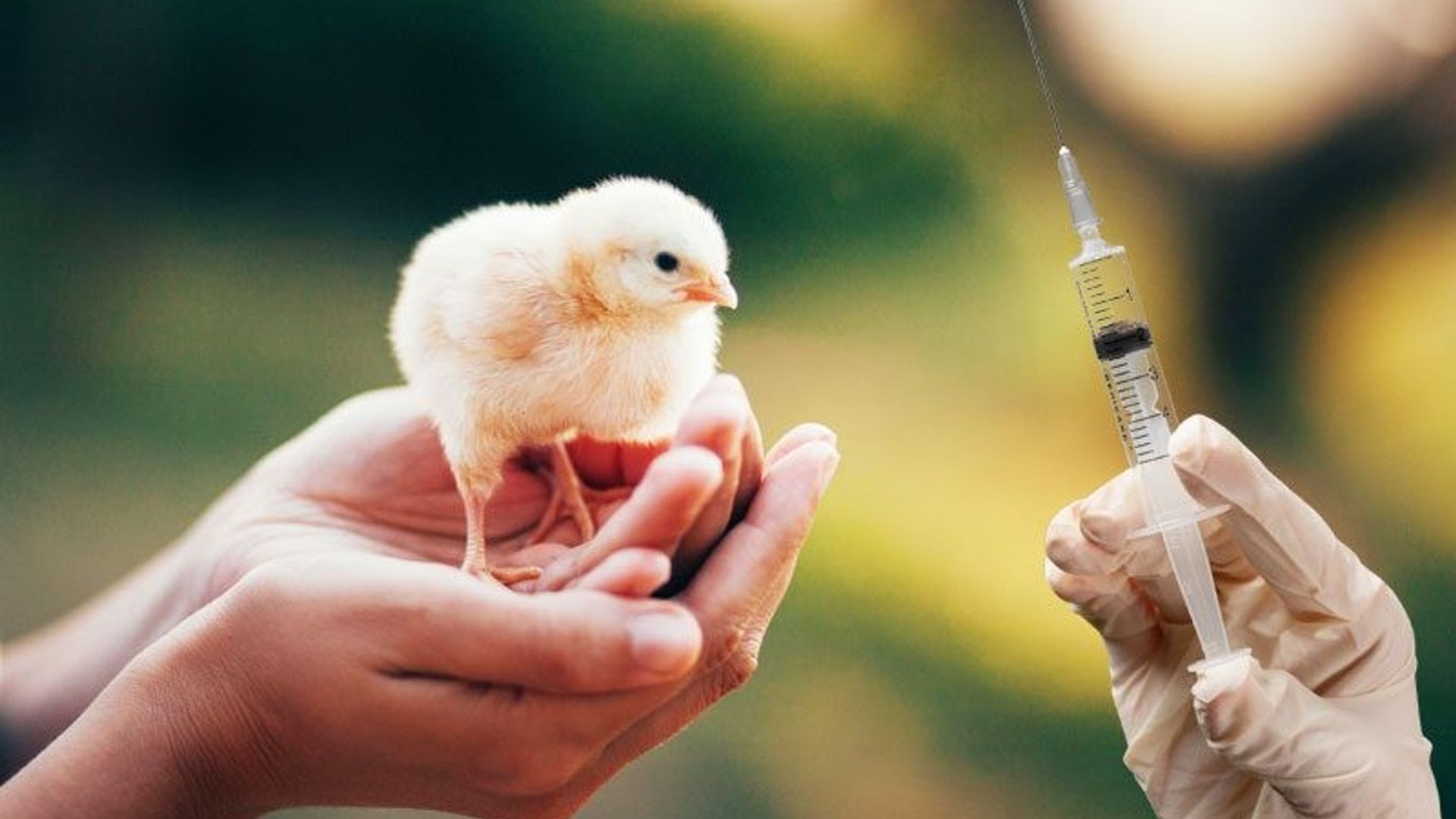 Vaccine Reactions and Efficiency in Poultry