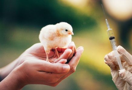 Vaccine Reactions and Efficiency in Poultry