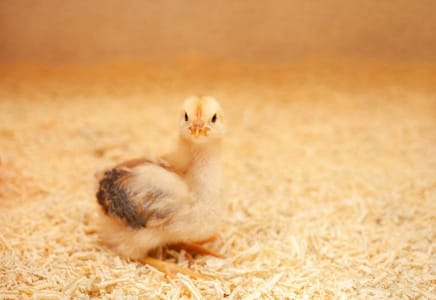 Enhancing Poultry Health with Wet Litter Management