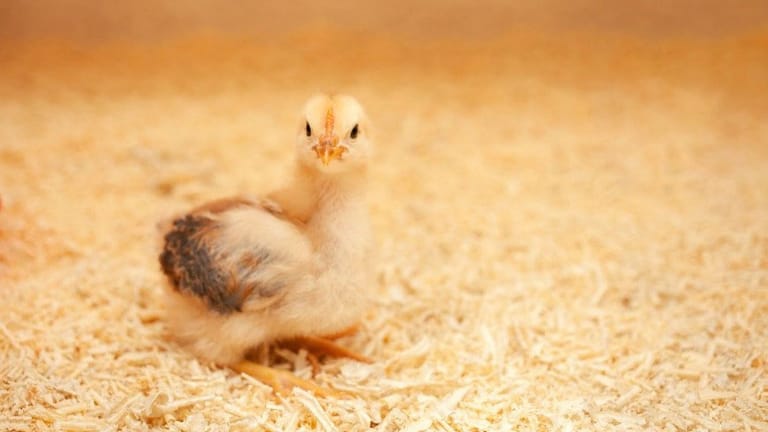 Enhancing Poultry Health with Wet Litter Management